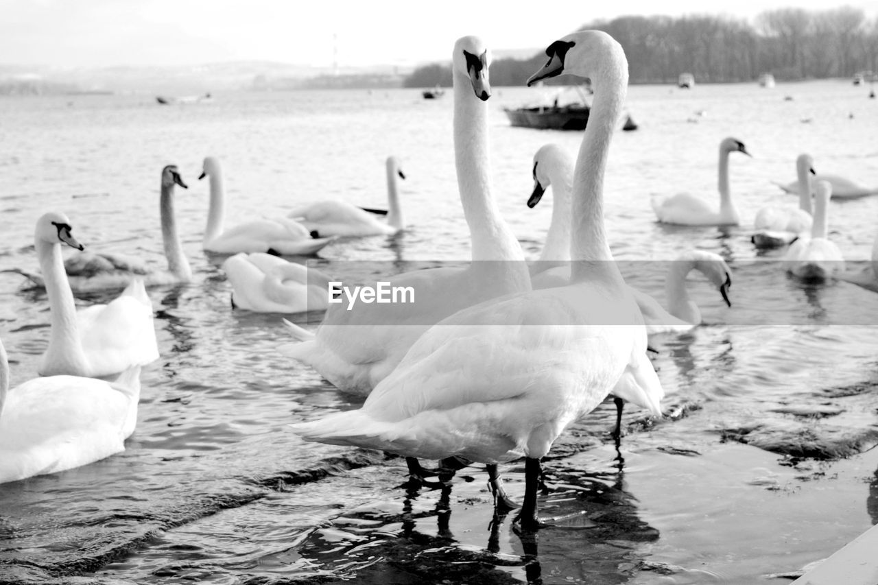 SWANS ON THE BEACH