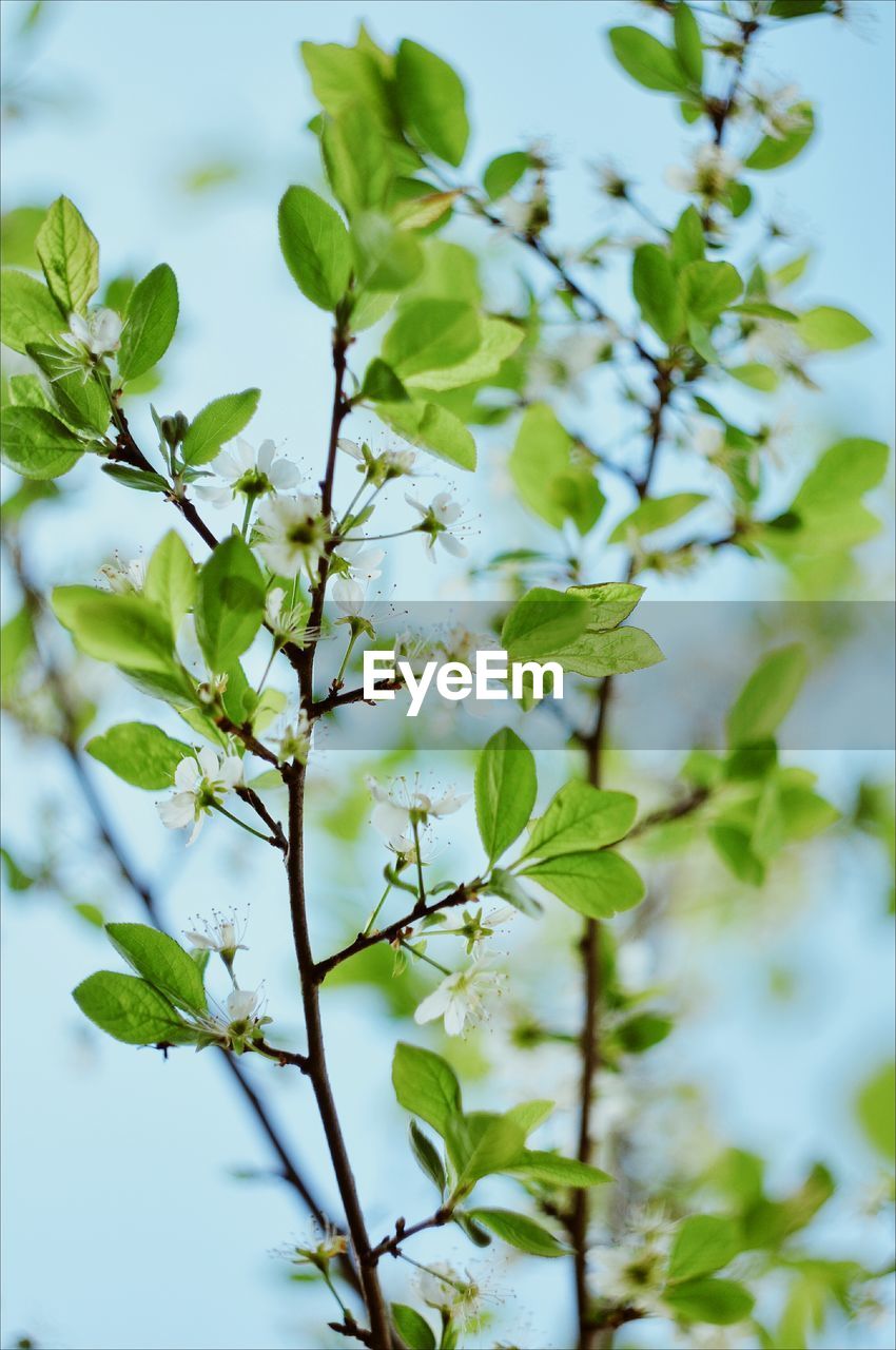 Low angle view of flowering plant