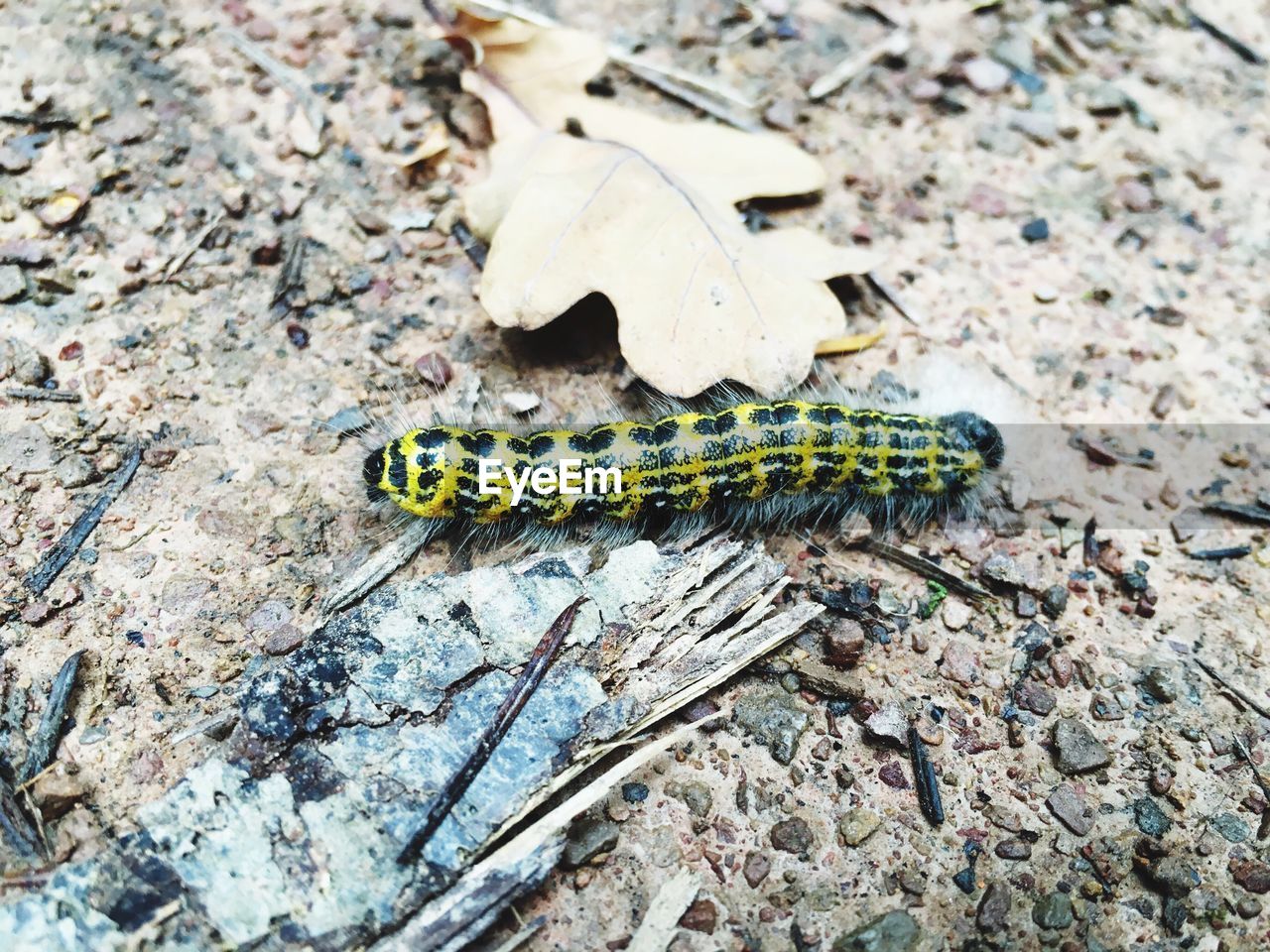 High angle view of caterpillar on ground