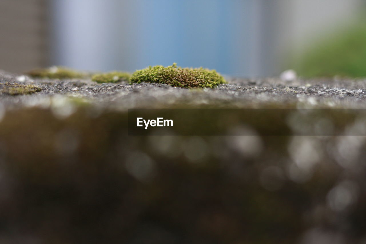 CLOSE-UP OF PLANT AGAINST WALL