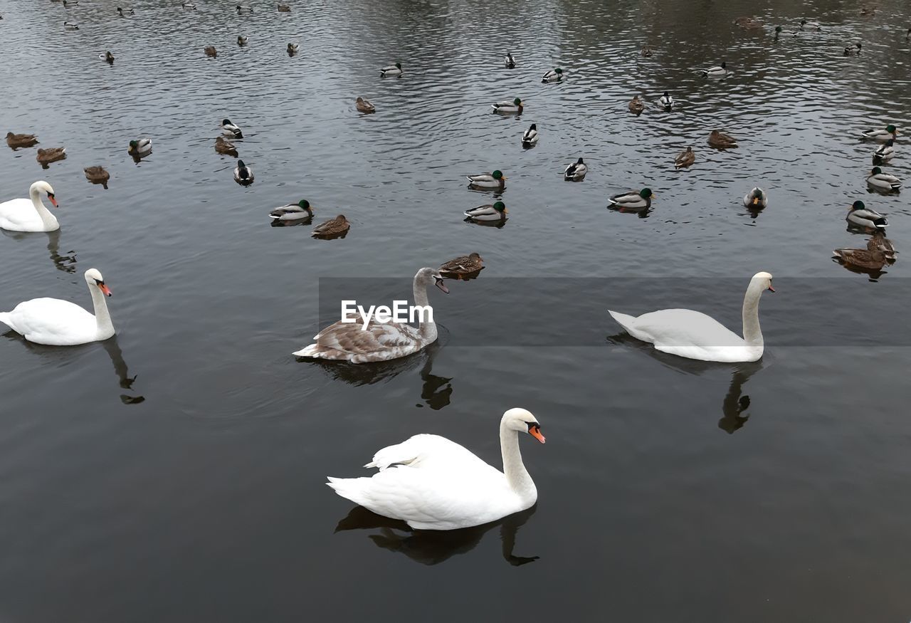 Swans swimming in river