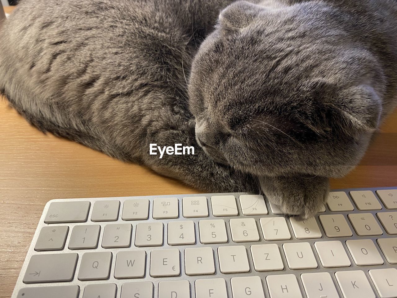 computer, animal themes, animal, computer keyboard, pet, keyboard, computer equipment, technology, cat, mammal, one animal, wireless technology, no people, laptop, close-up, communication, indoors, domestic animals, relaxation, high angle view, sleeping