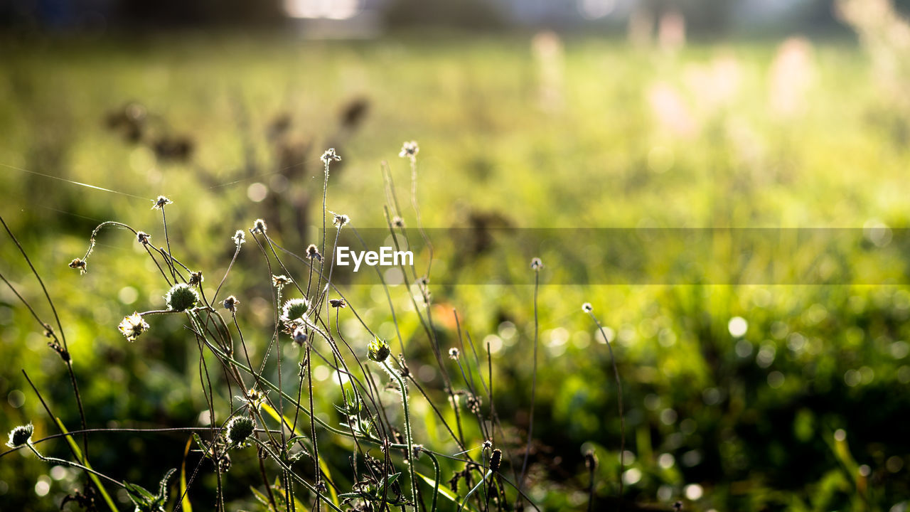 Close-up of plants growing on field