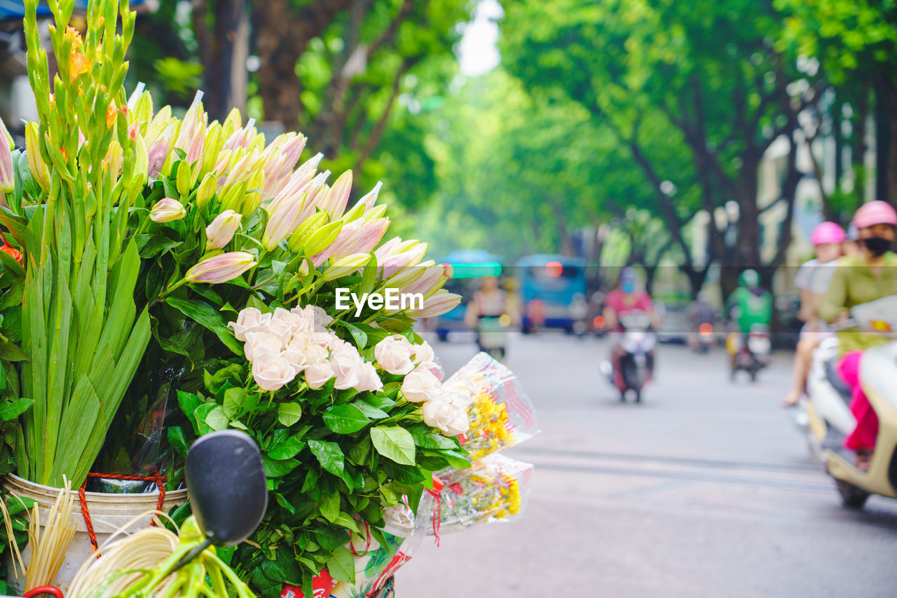 CLOSE-UP OF FLOWERING PLANT ON ROAD