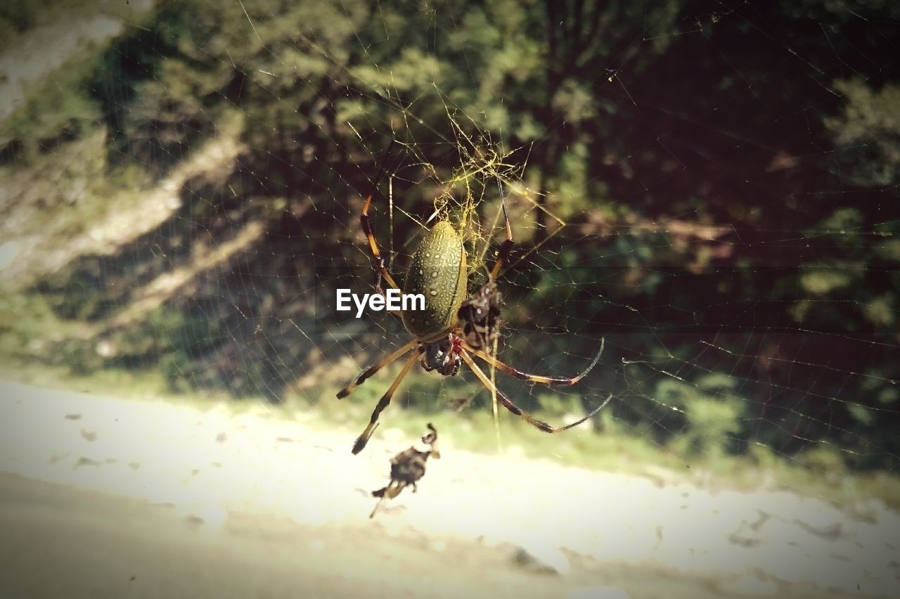 Close-up of spider on web