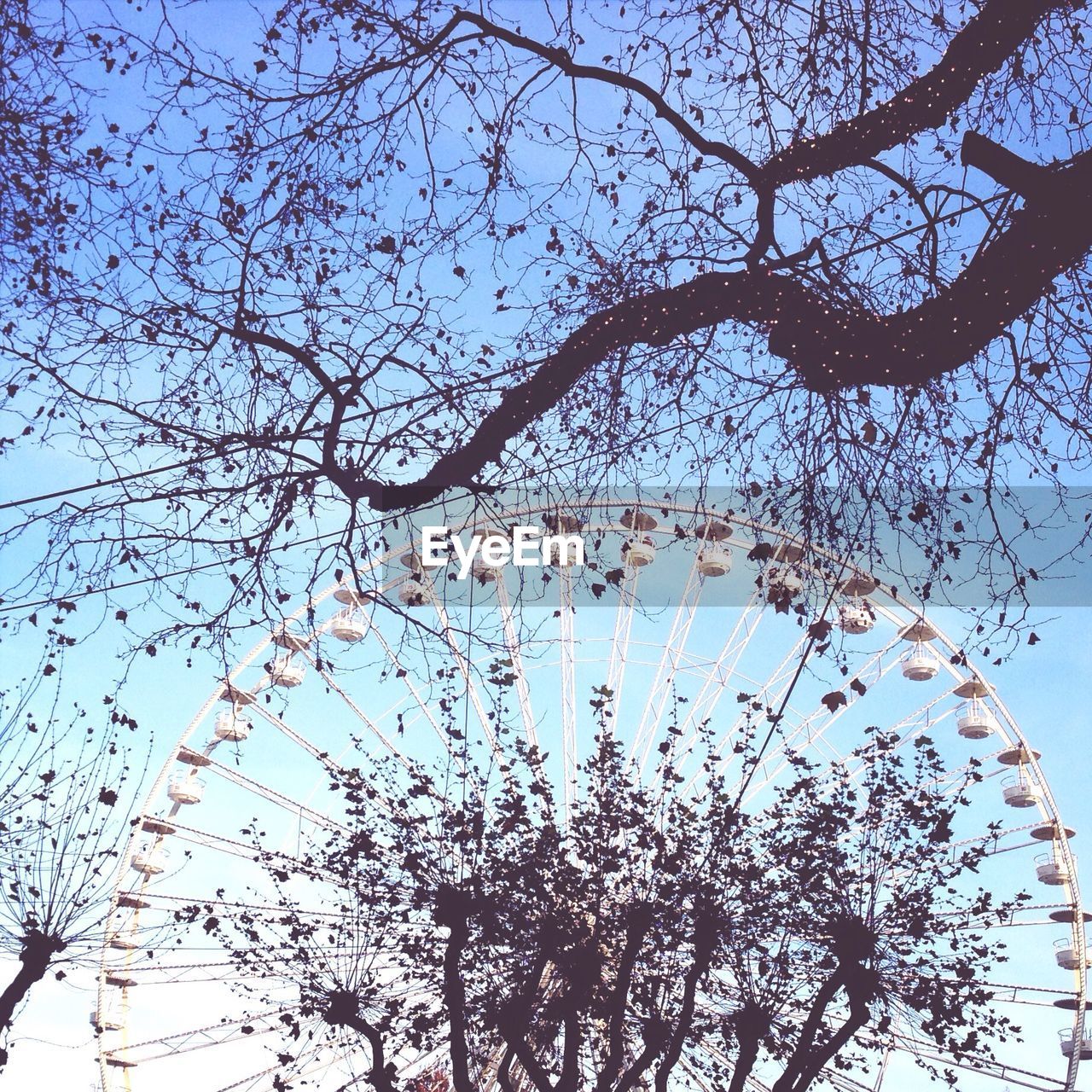 Low angle view of bare tree branch with ferris wheel in background