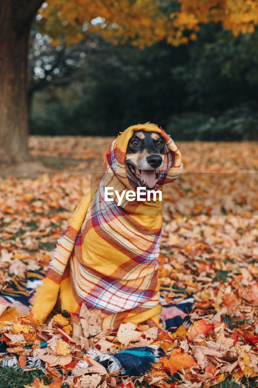 Dog wrapped in blanket while sitting on land during autumn