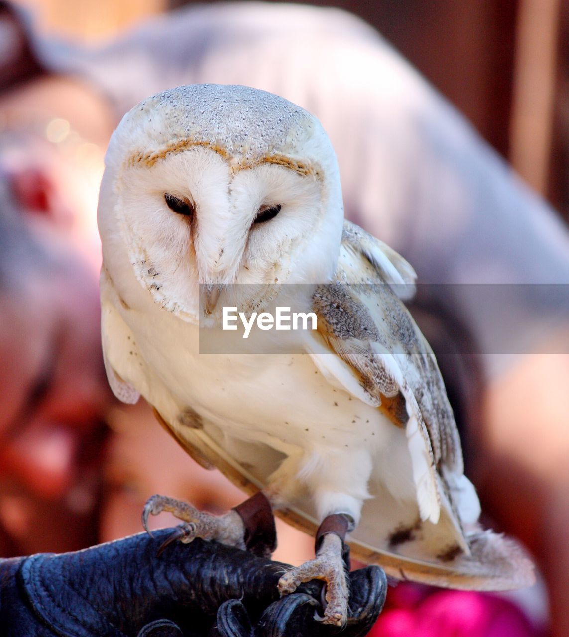 Cropped hand of person holding owl