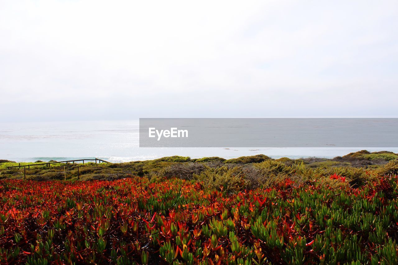 SCENIC VIEW OF FLOWERING PLANTS AGAINST SKY