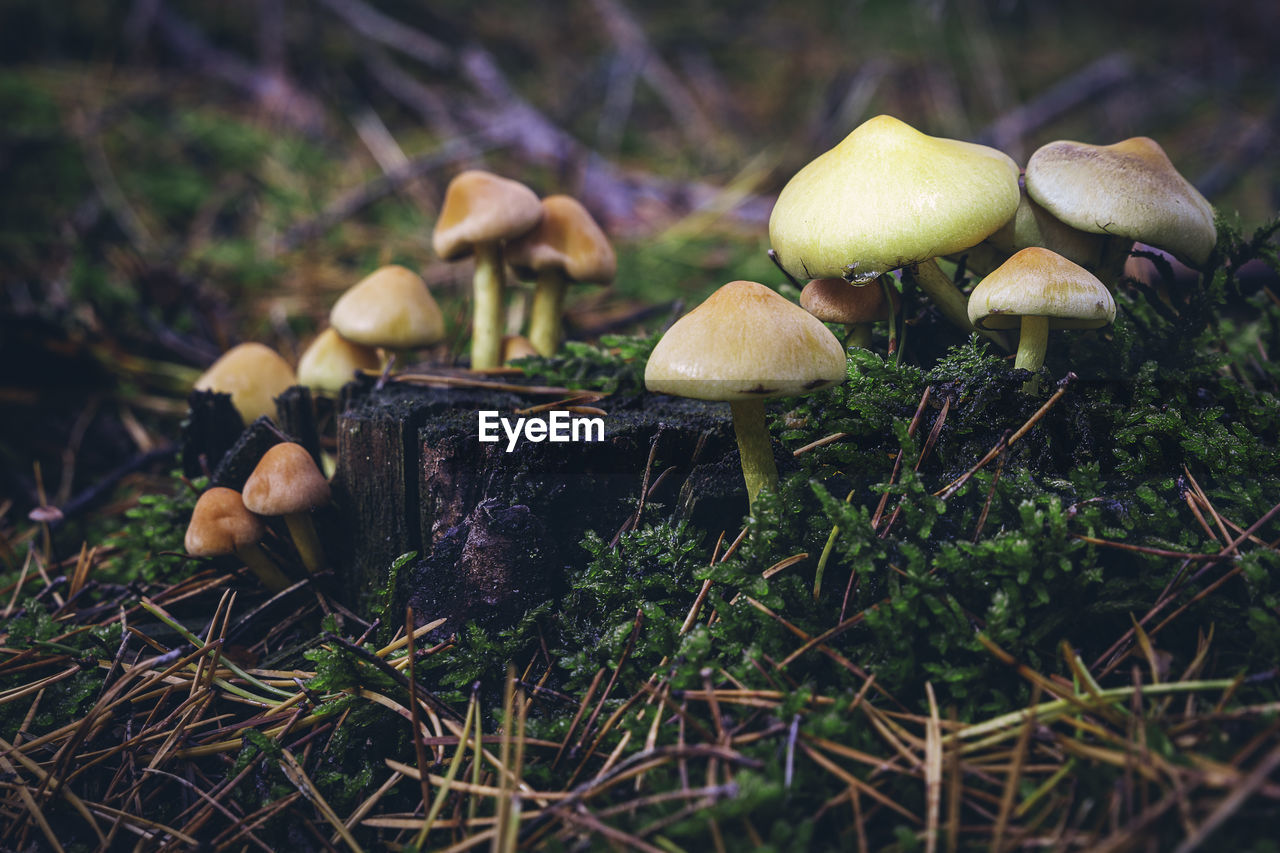 Close-up of mushrooms growing on field