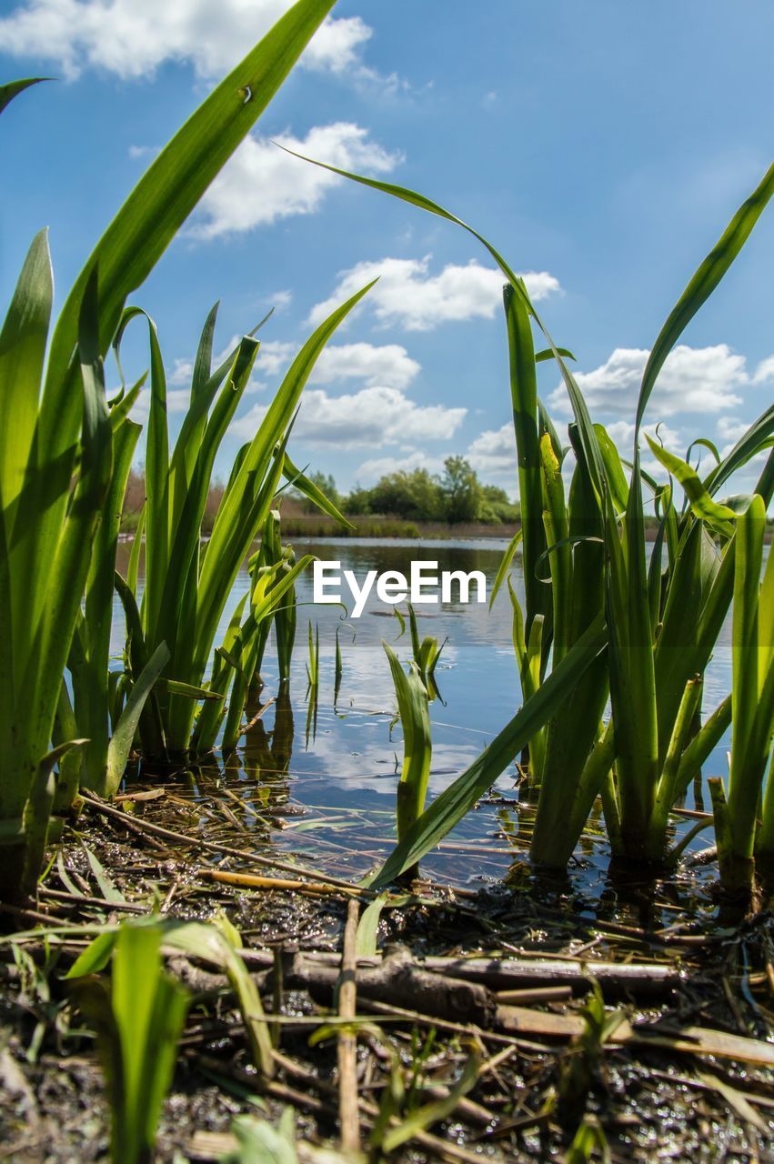 Plants in lake against sky