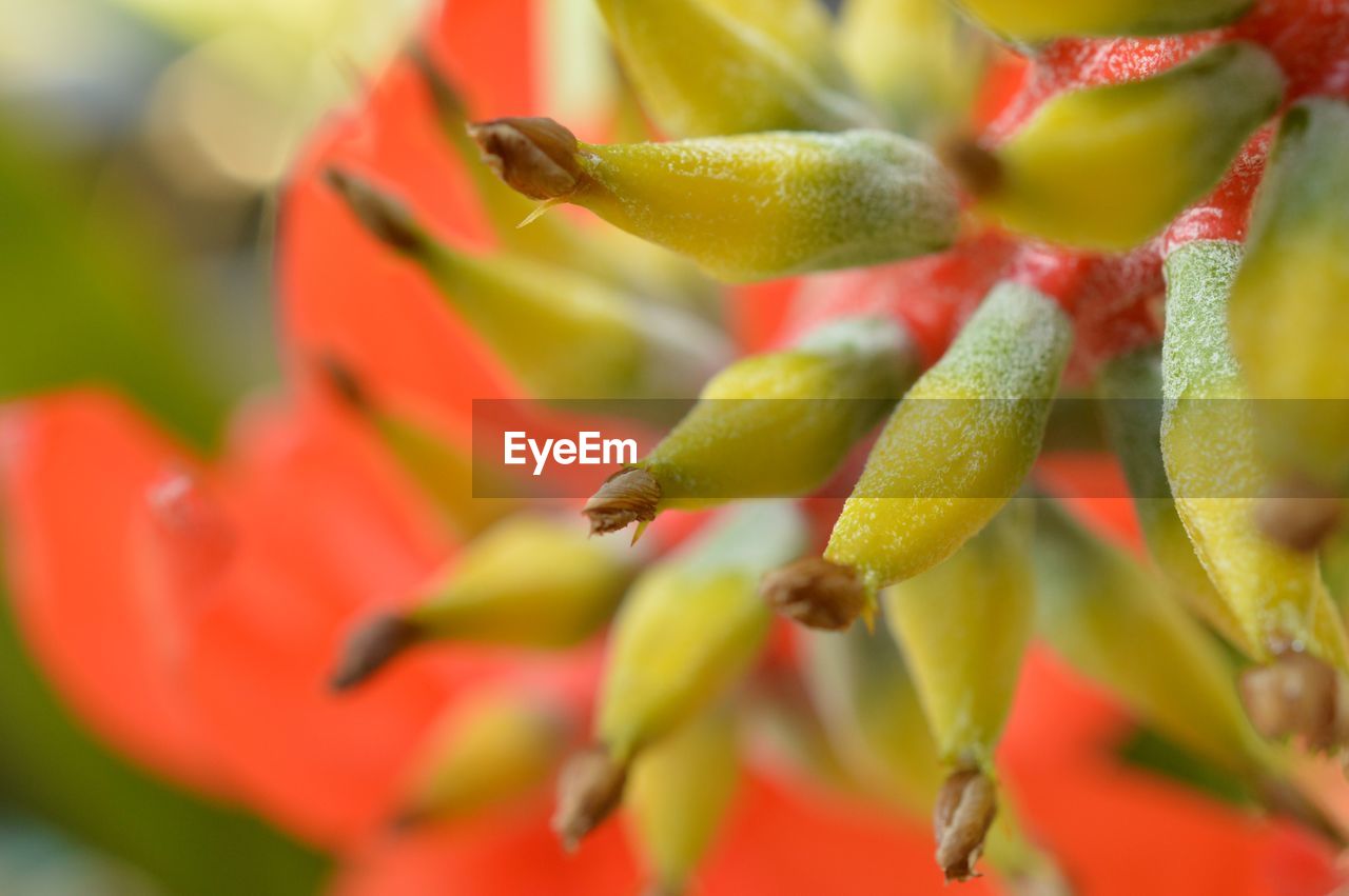 CLOSE-UP OF RED FLOWERS AND LEAVES