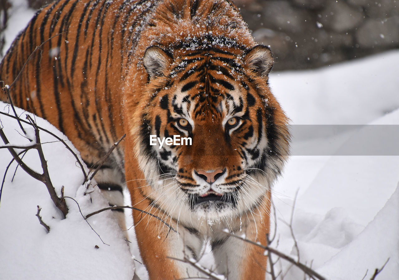 PORTRAIT OF TIGER