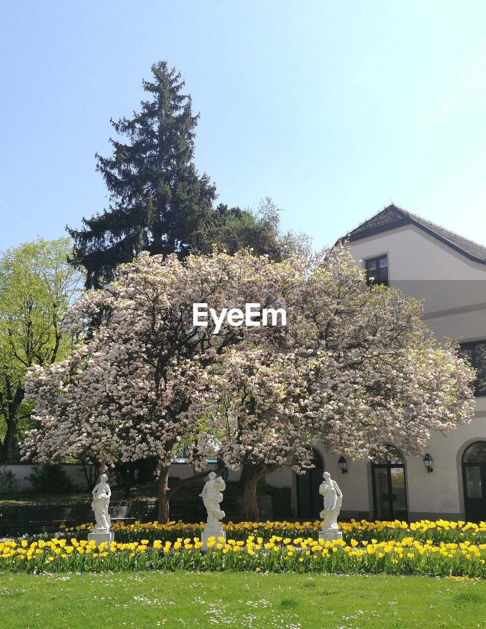 VIEW OF FLOWERING PLANTS AGAINST SKY