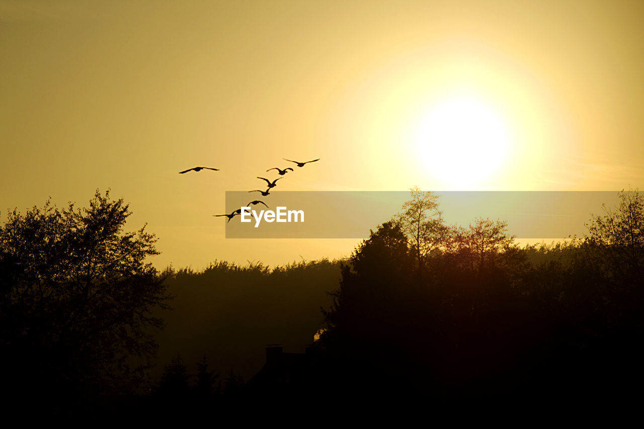 Silhouette trees with birds flying against sky during sunset