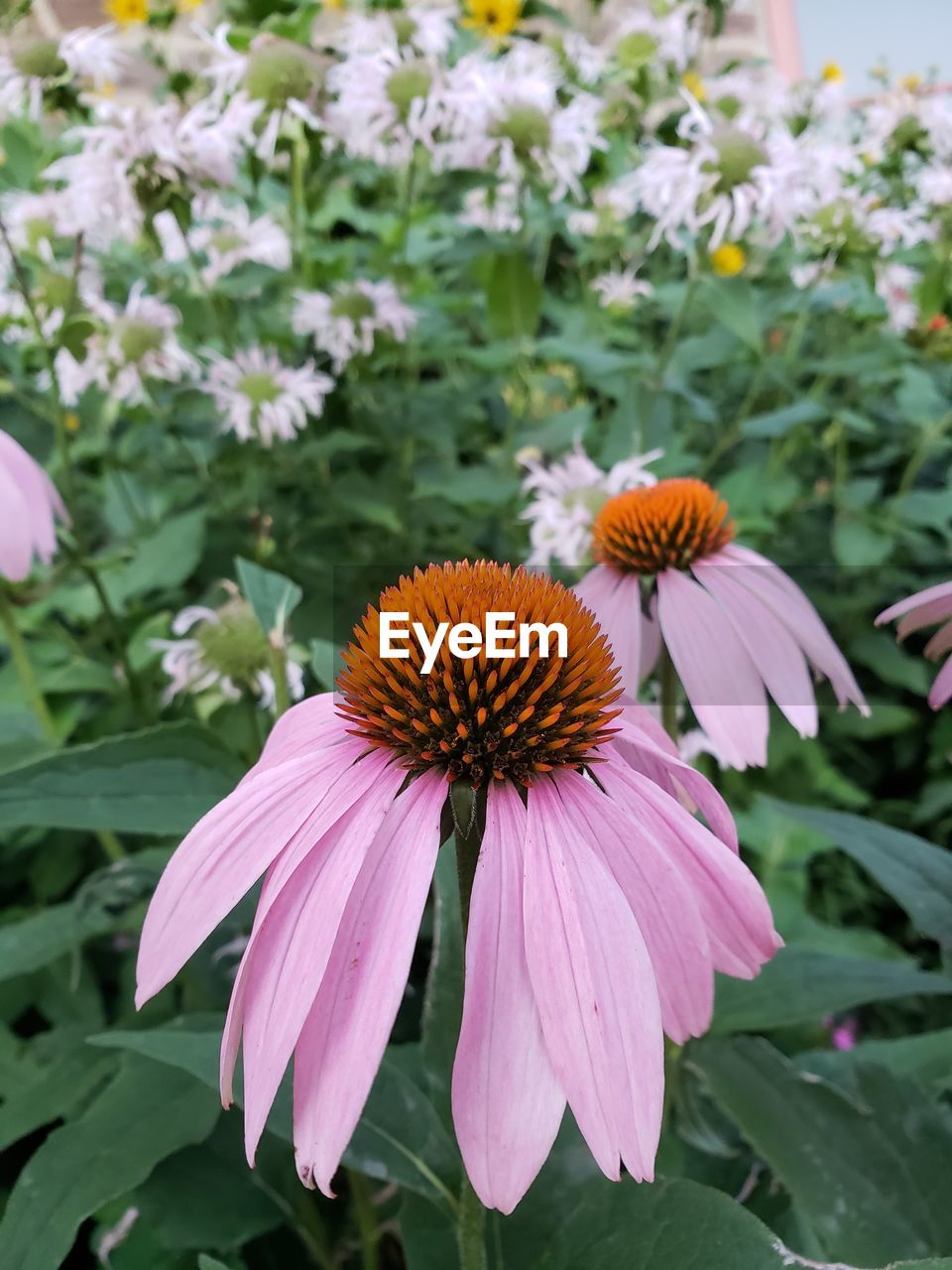 CLOSE-UP OF PURPLE POLLINATING ON PINK FLOWER