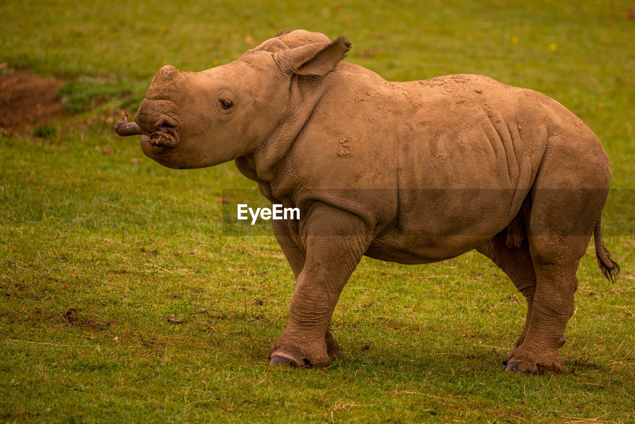 White rhinoceros calf playing with a stick