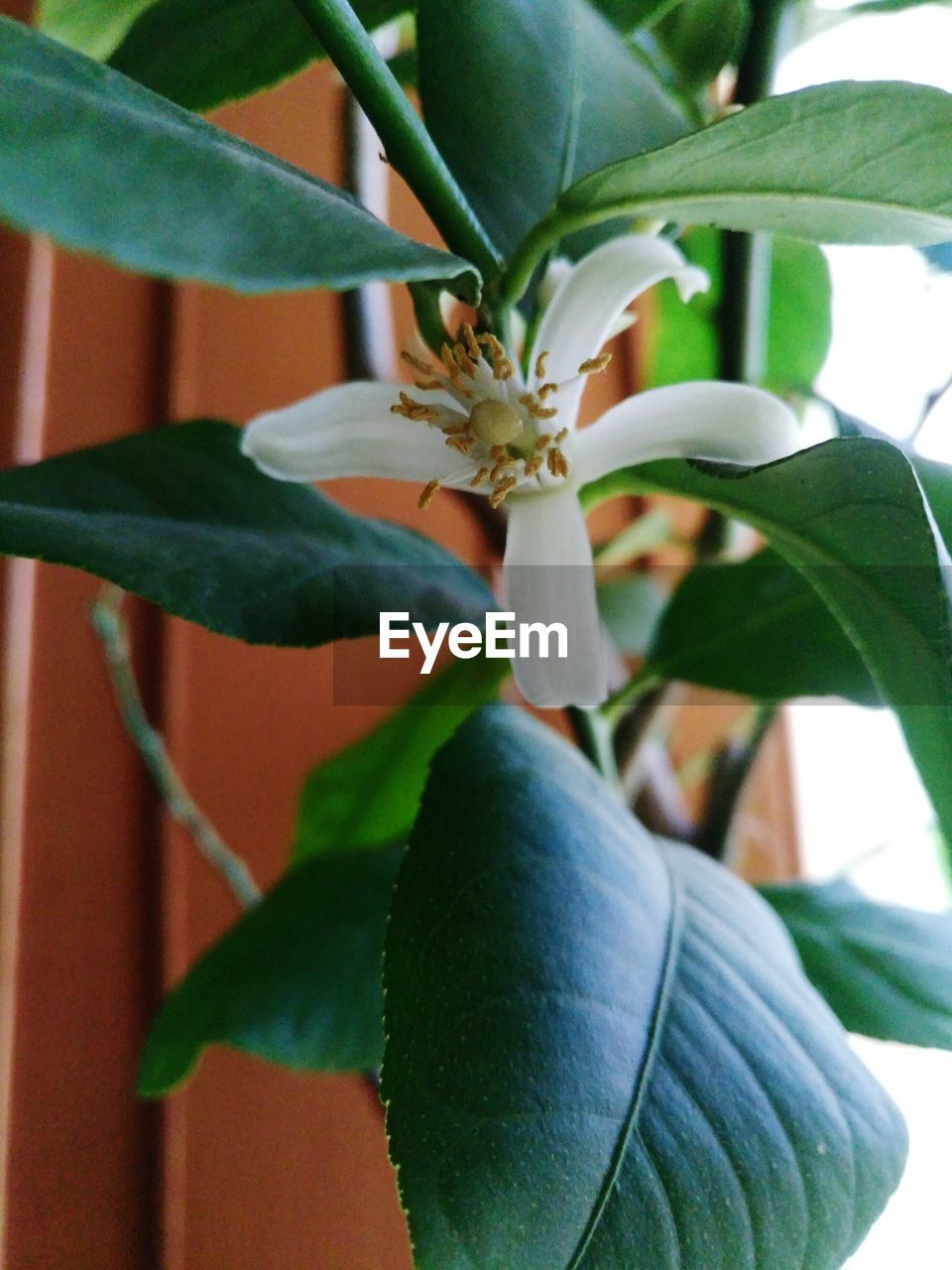 CLOSE-UP OF FLOWERING PLANT AGAINST WHITE WALL