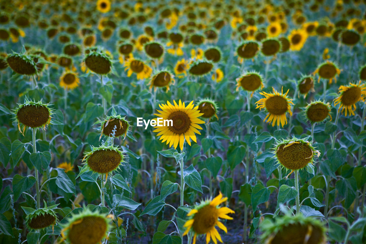 Sunflower growing on field