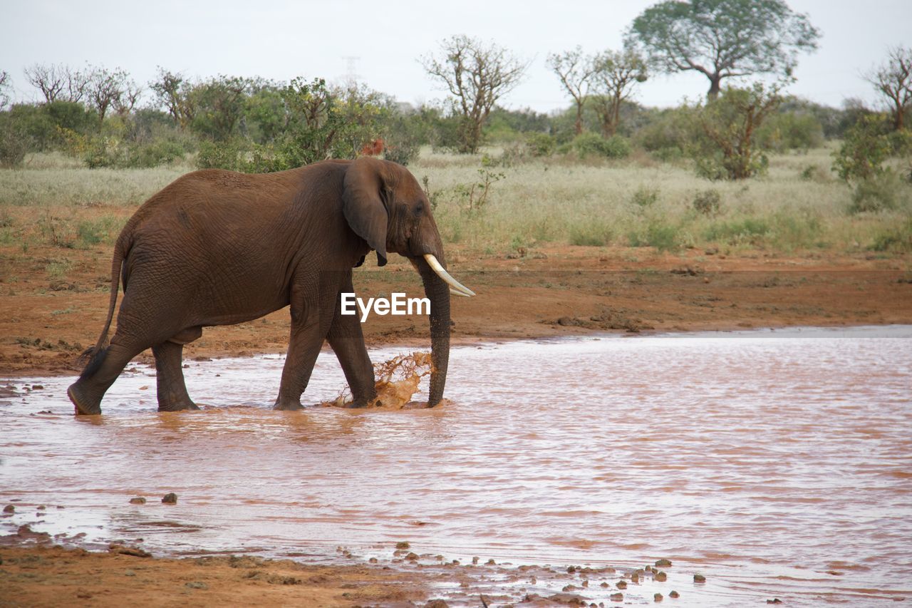animal themes, animal, indian elephant, animal wildlife, elephant, wildlife, mammal, african elephant, safari, water, animal body part, environment, one animal, nature, tourism, tree, travel destinations, plant, no people, travel, side view, river, tusk, working animal, outdoors, landscape, adventure, full length, animal trunk, drink, savanna, beauty in nature, sky, day, drinking