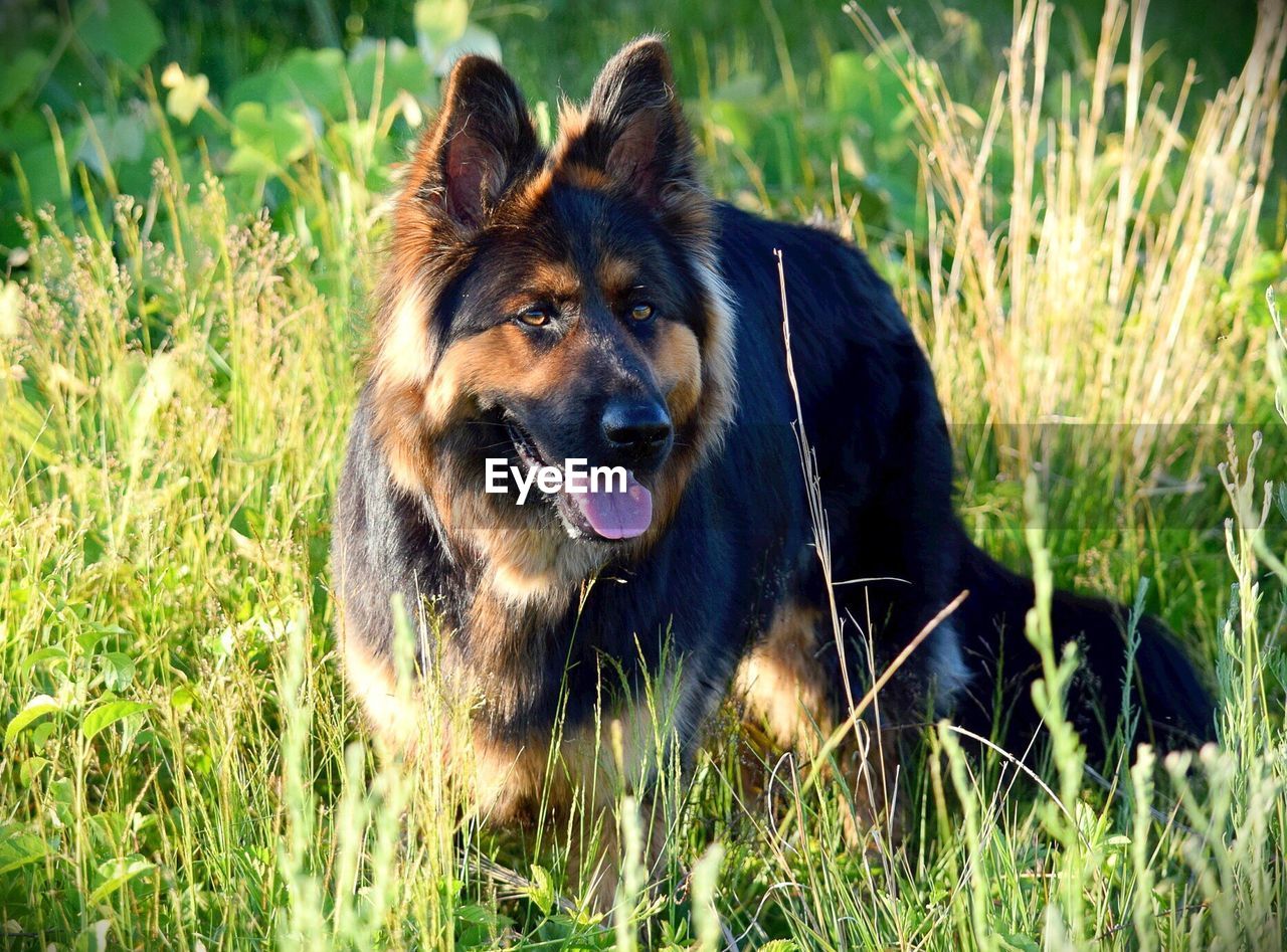 Close-up of dog sitting on grassy field