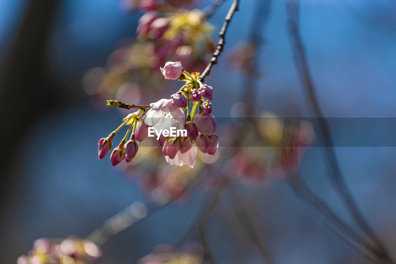 plant, flower, spring, freshness, nature, flowering plant, beauty in nature, tree, macro photography, blossom, branch, close-up, growth, fragility, springtime, no people, focus on foreground, leaf, outdoors, selective focus, food and drink, food, day, twig, fruit, sunlight, tranquility, pink, defocused, multi colored, sky