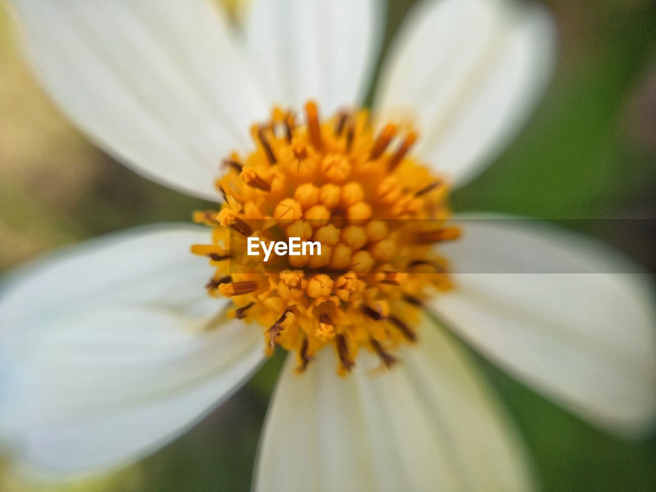 Close-up of white flower