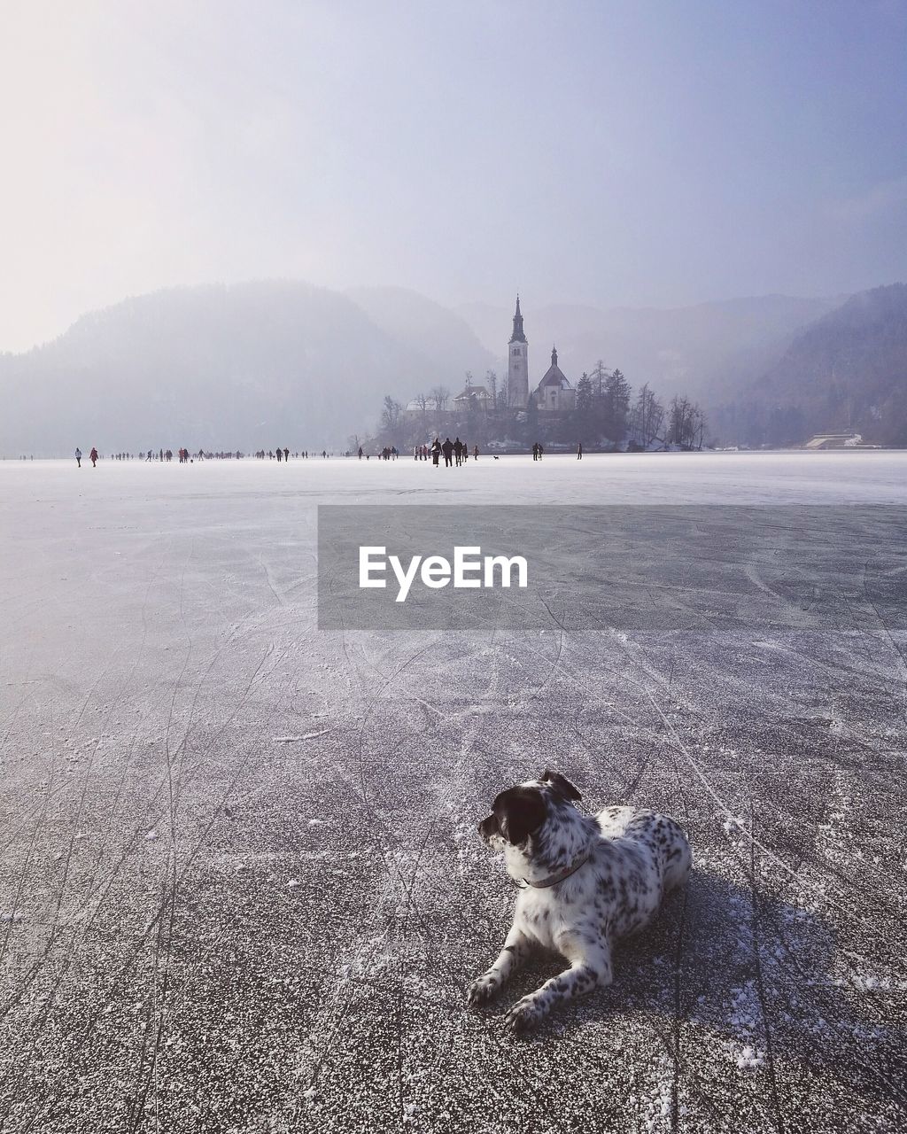 View of dog on frozen lake against sky