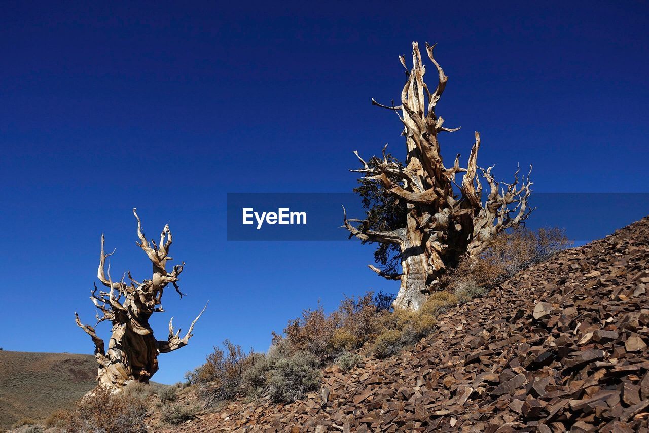 Bare tree against clear blue sky