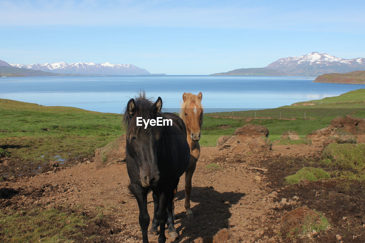 Horses on field by lake against sky