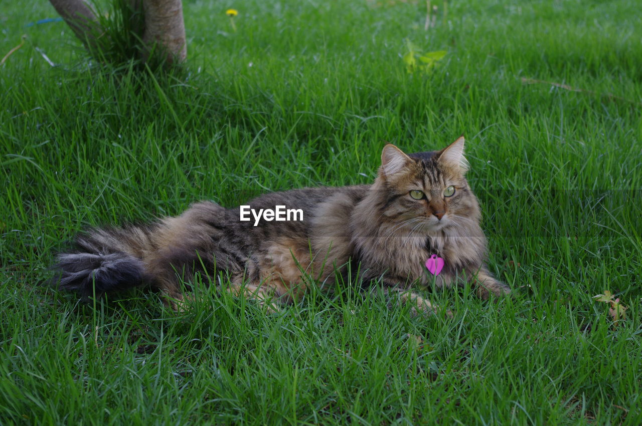 CAT RELAXING IN GRASS