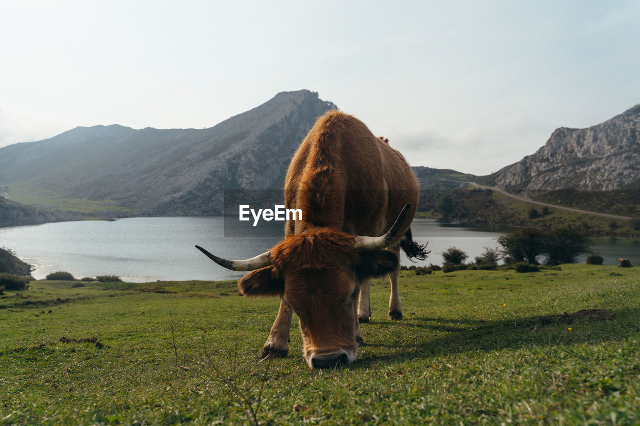 Full body red aubrac cow with big cow bell on necks pasturing on lush green meadow in farmland