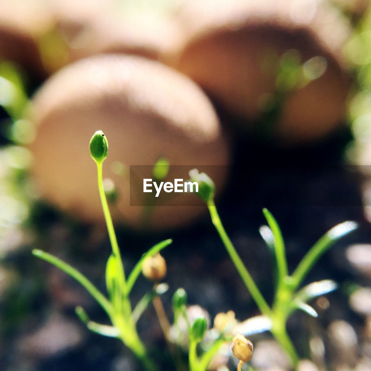 CLOSE-UP OF PLANT GROWING ON PLANT