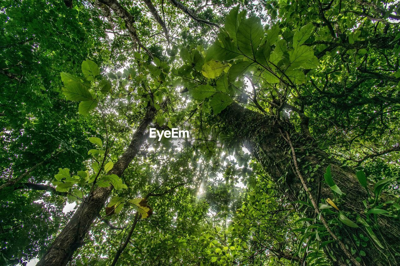 LOW ANGLE VIEW OF TREES