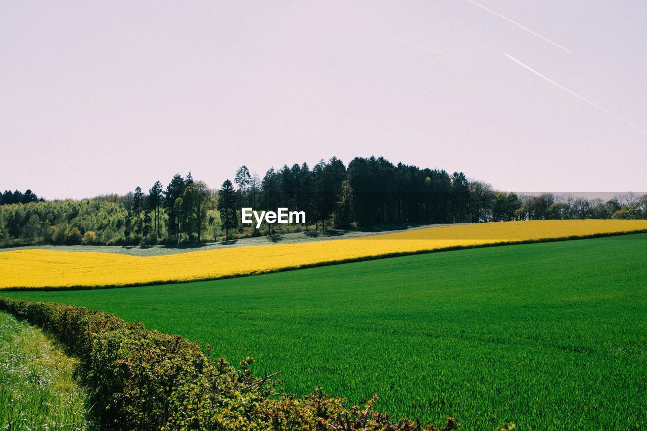 TREES ON GRASSY FIELD