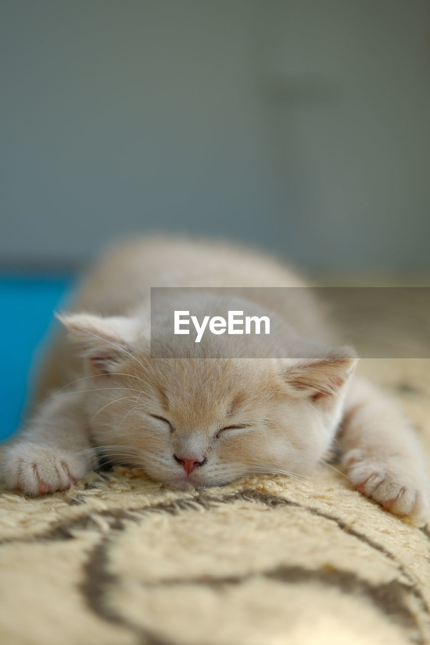 Close-up of a small creamy british shorthair cat sleeps on the sofa 