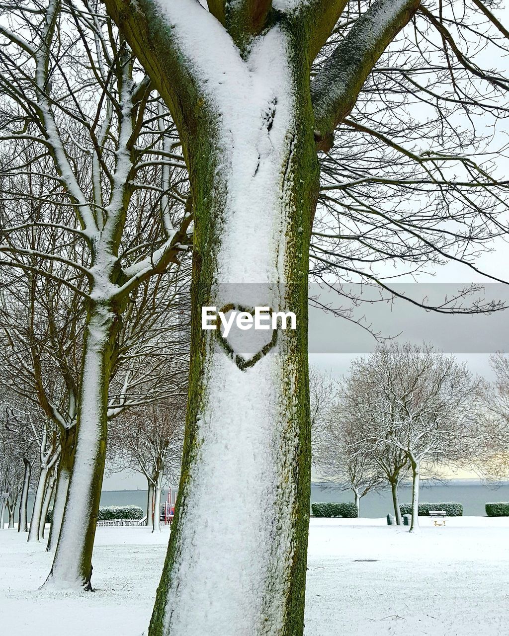 BARE TREE IN SNOW COVERED LANDSCAPE