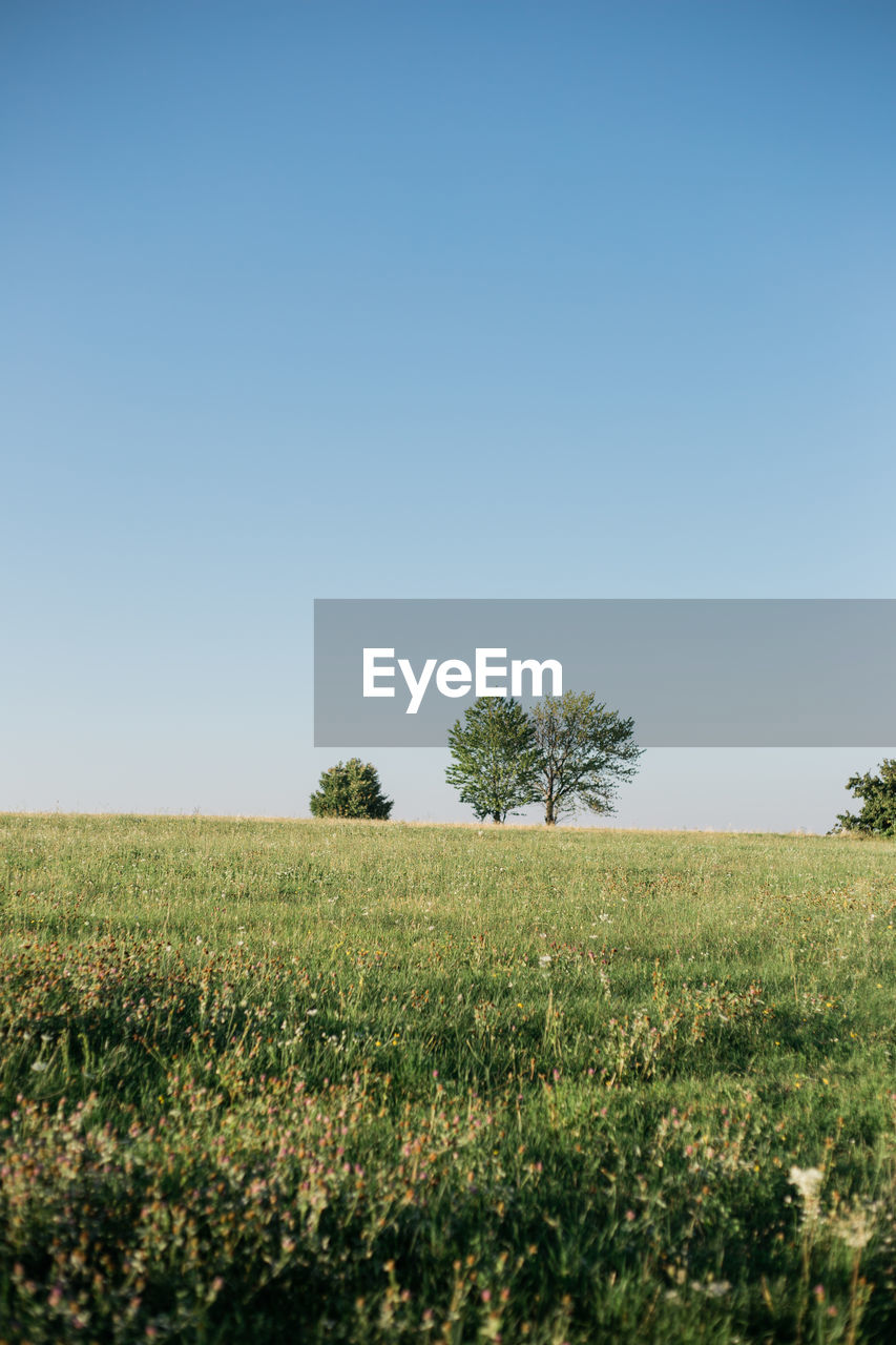 Scenic view of field against clear sky