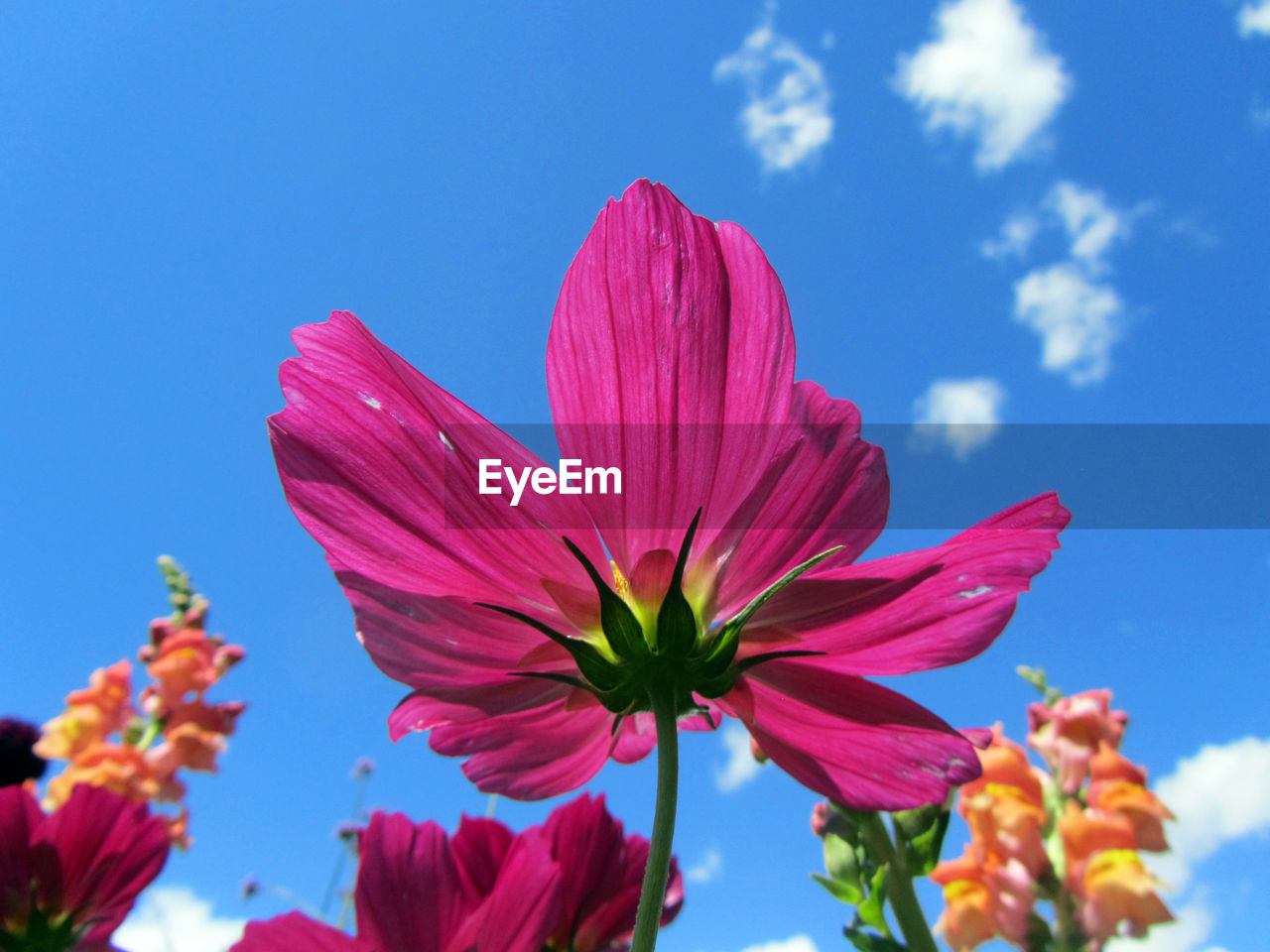 LOW ANGLE VIEW OF PINK FLOWERING PLANT AGAINST BLUE SKY