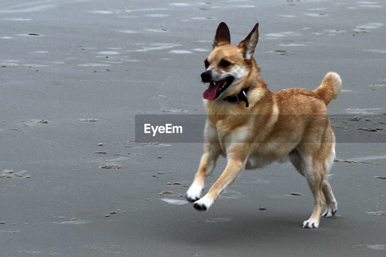 Dog on beach 