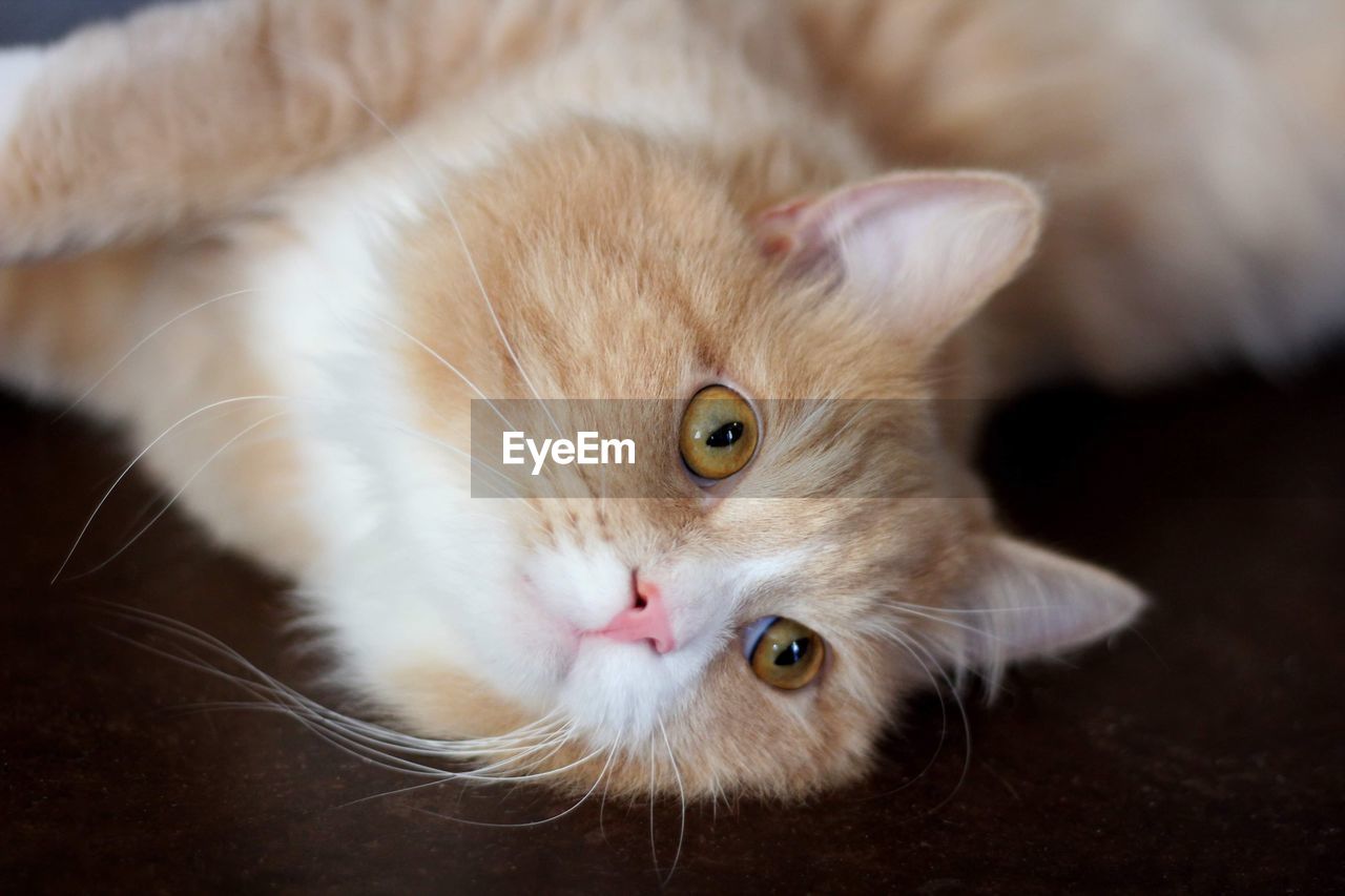 Portrait of a siberian cat 