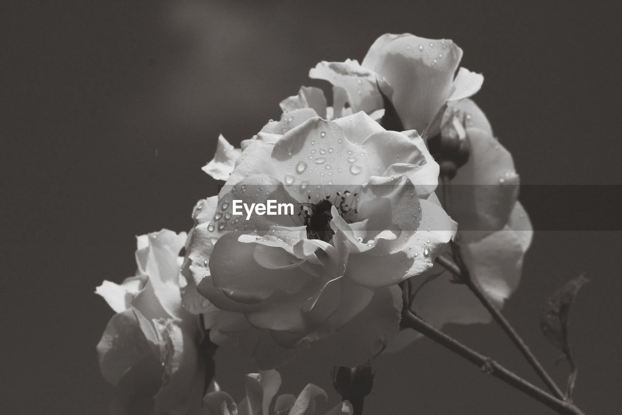 CLOSE-UP OF WHITE ROSE FLOWER