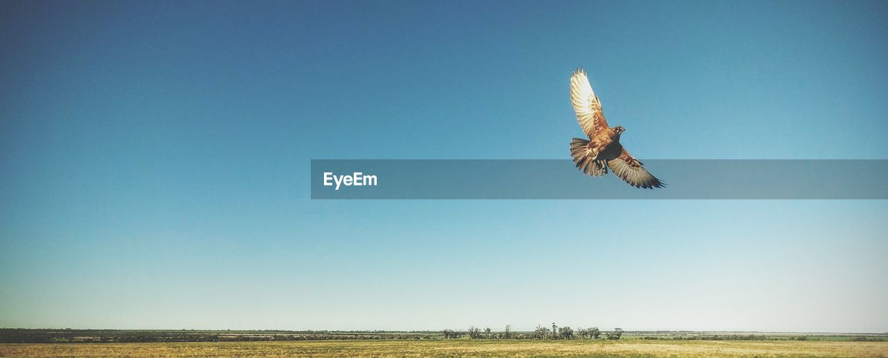 Low angle view of falcon bird against clear sky