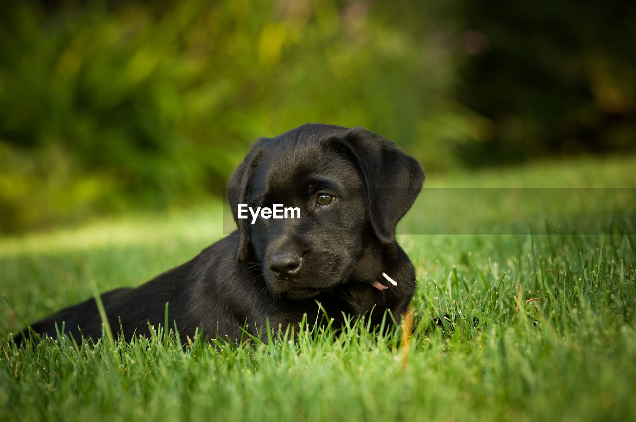 Puppy sitting on grassy field