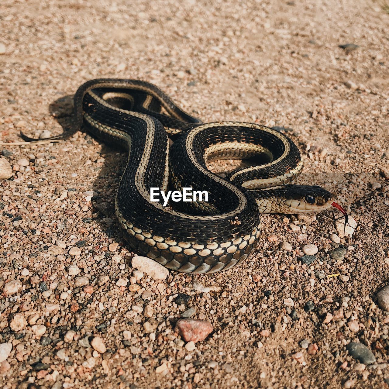 High angle view of snake on sand