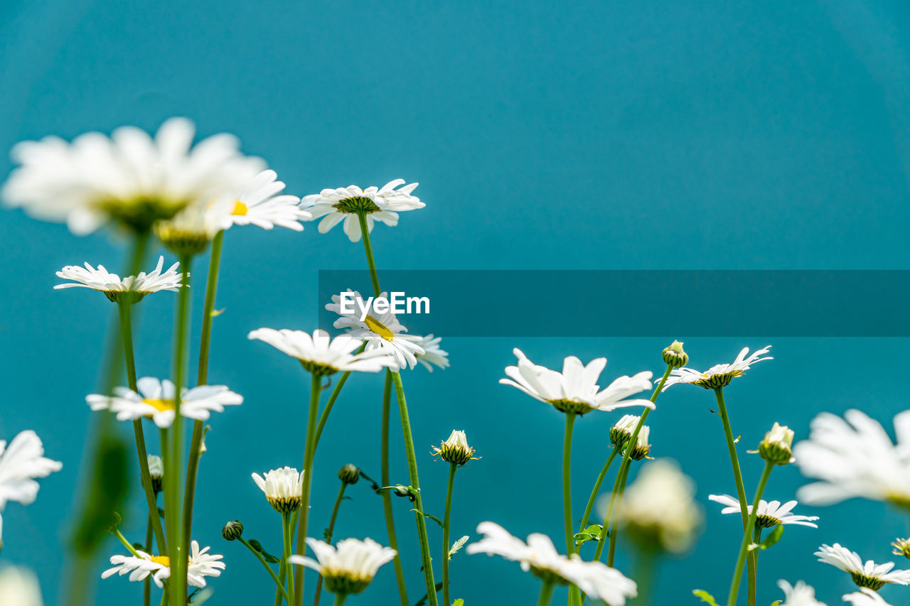 Close-up of white flowering camomiles against blue sky