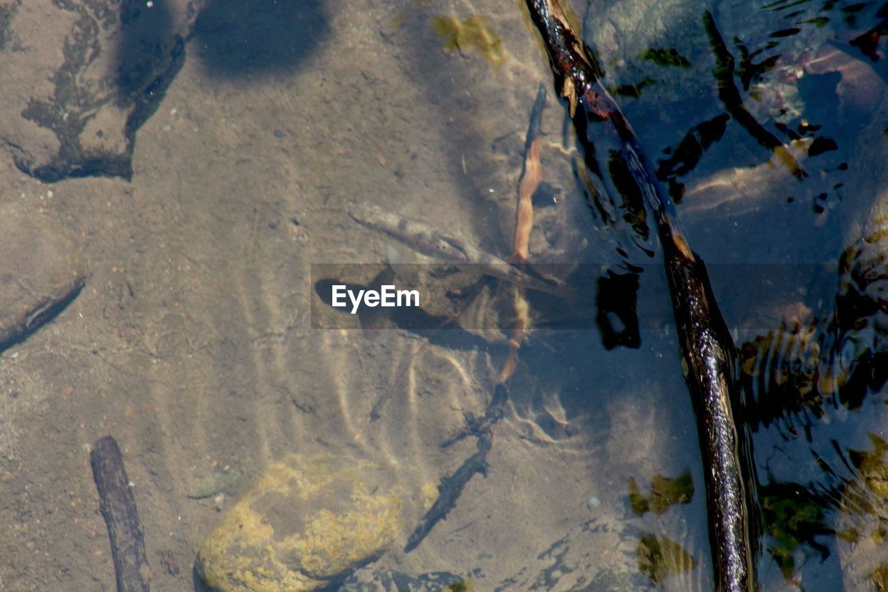 High angle view of fish in pond