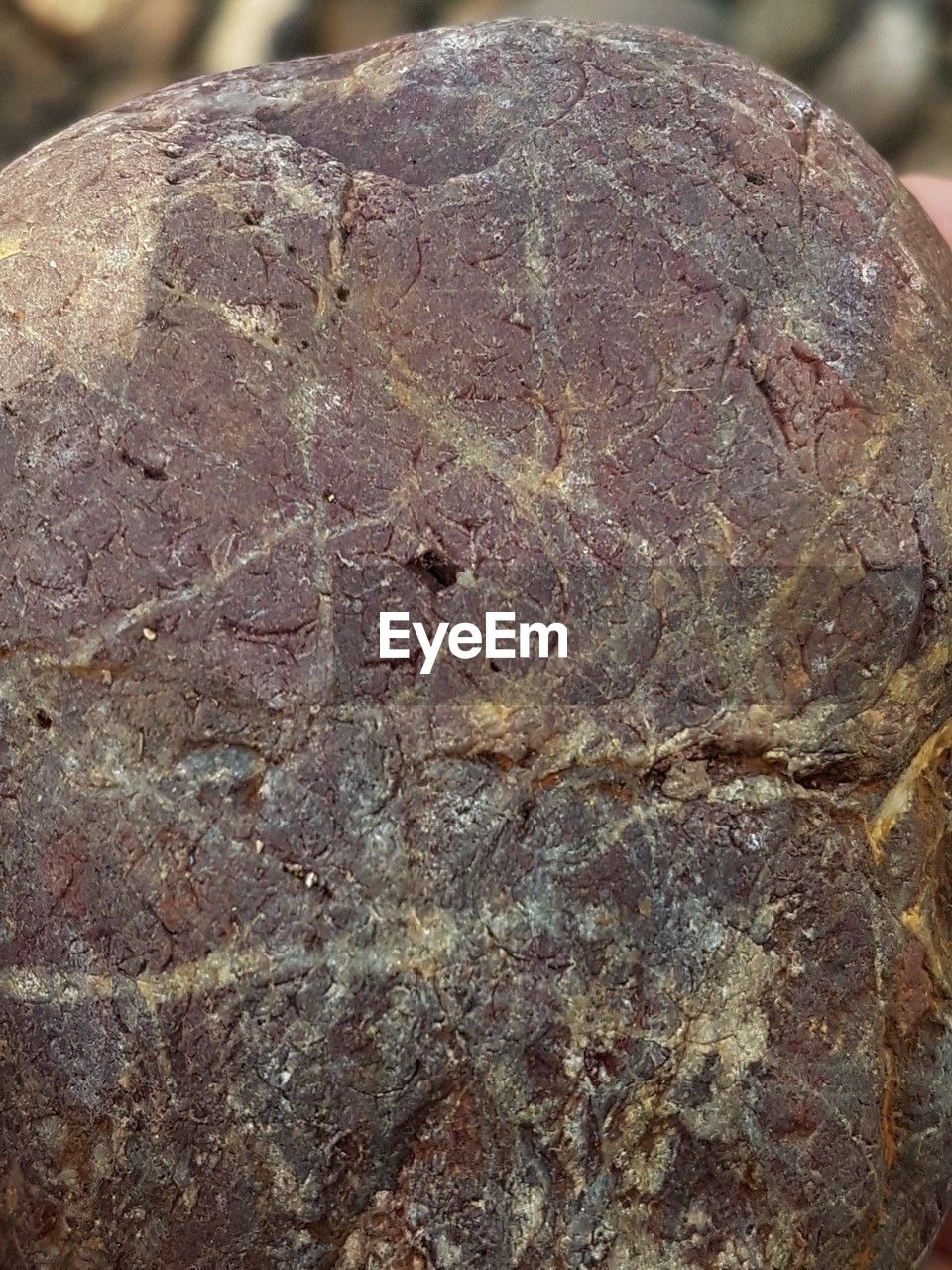 close-up, rock, no people, nature, textured, outdoors, focus on foreground, day, pattern, full frame, fossil, wood, animal, tree