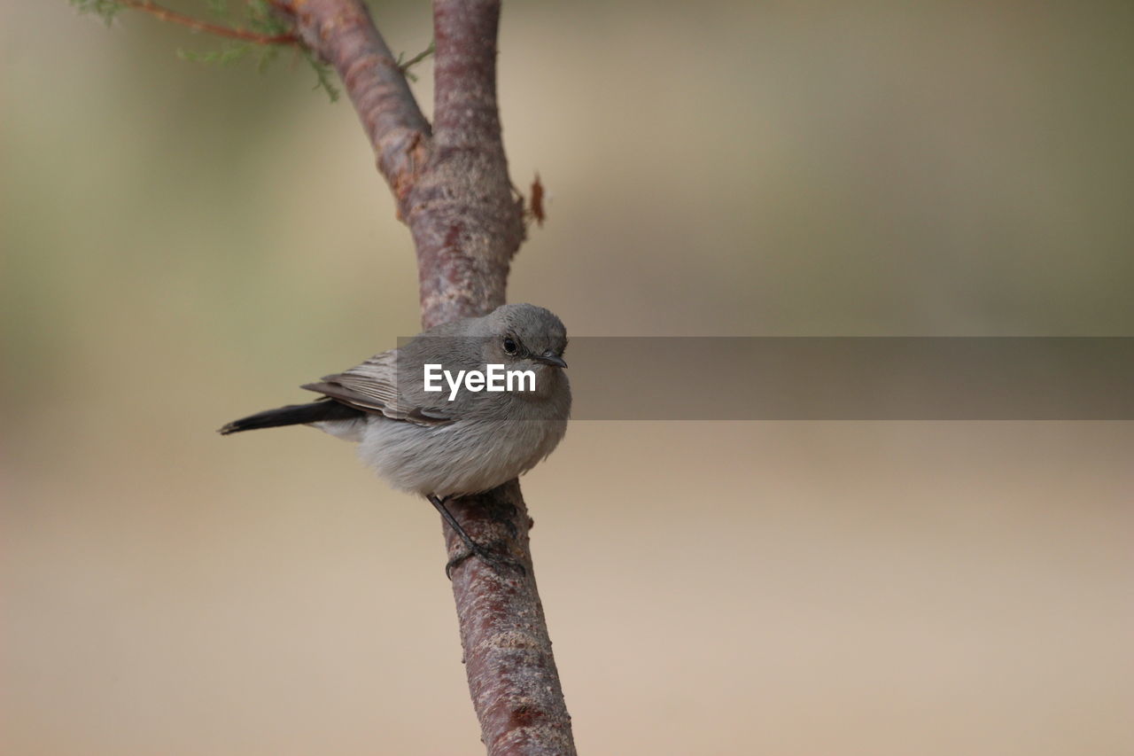 CLOSE-UP OF BIRD PERCHING ON TREE