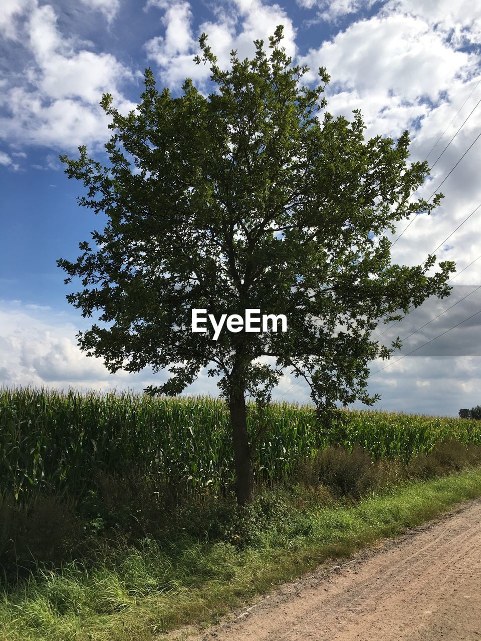 TREES ON GRASSY FIELD